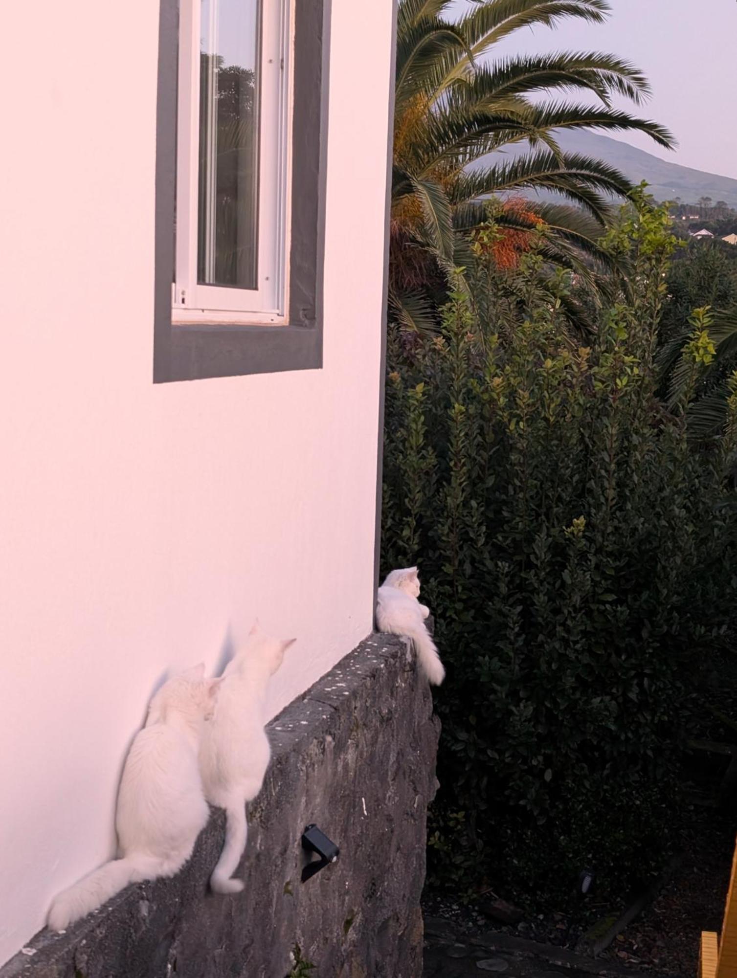 Loving Strangers Hostel Madalena  Esterno foto